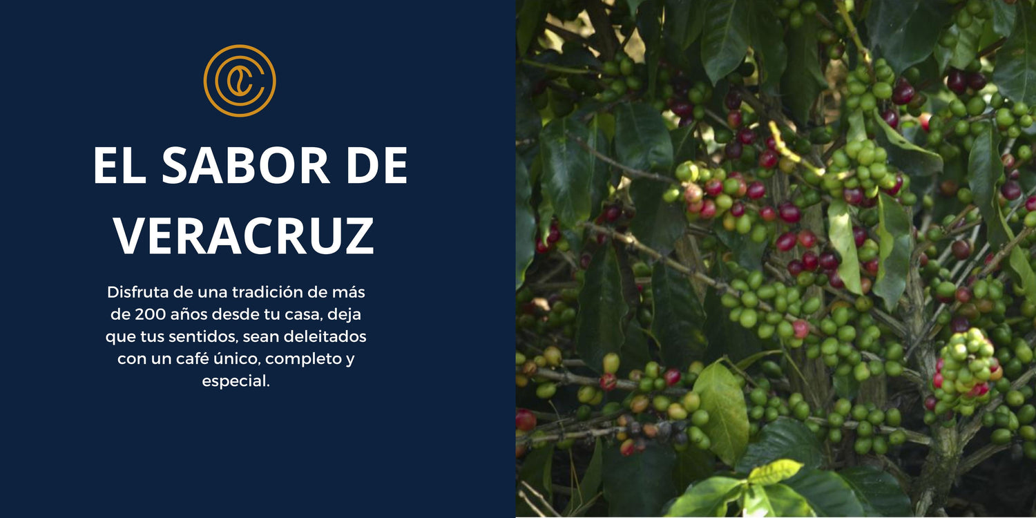 Café de Veracruz por regiones, conoce algunas regiones veracruzanas de café, con cafés de especialidad seleccionados
